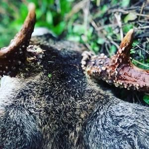 Meet your Posher, Owen